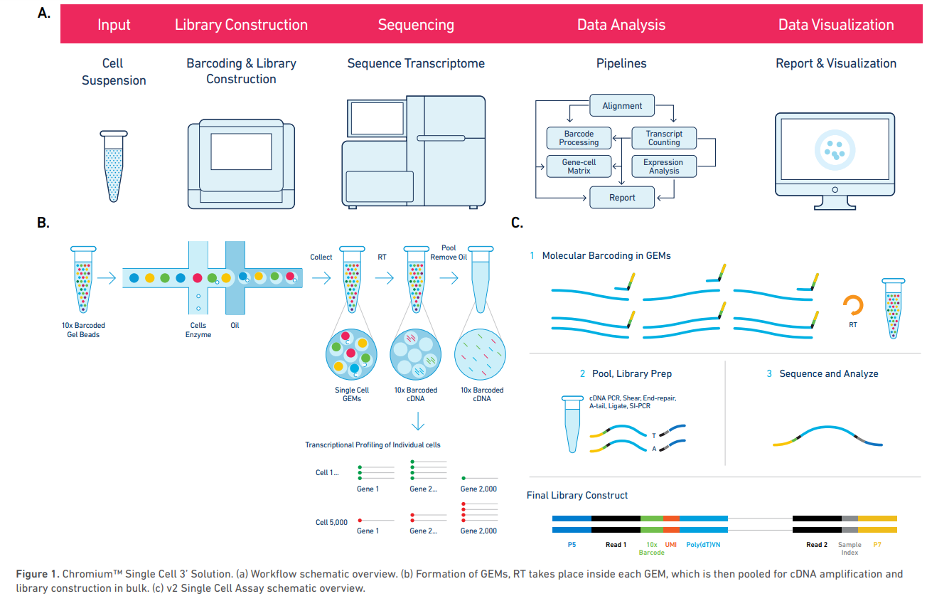 Overview of single-cell workflow