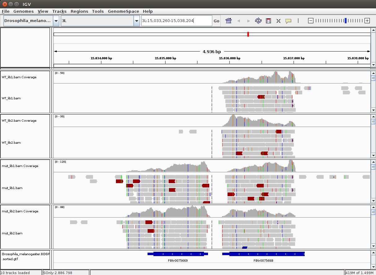 IGV Visualization