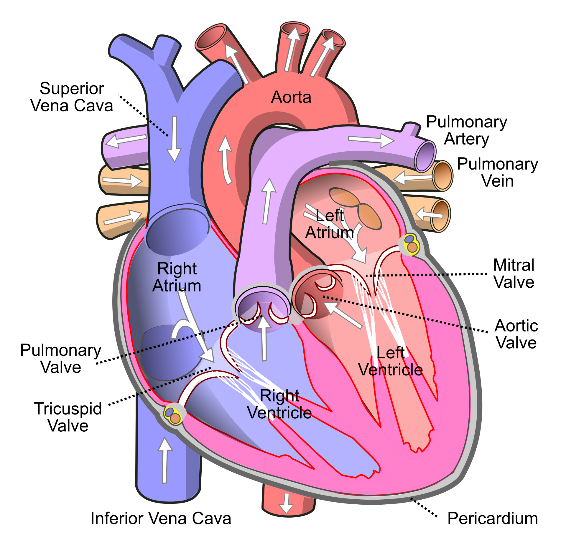Figure 4. Heart